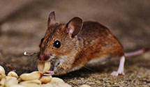 24 Hour & Emergency Exterminators in Jacksonburg, WV